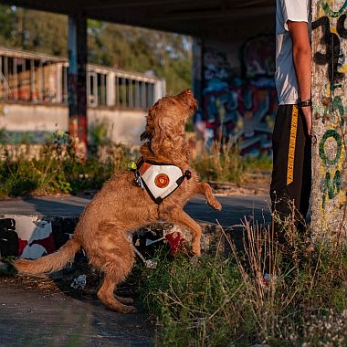 Flächensuchhund Silva beim Suchtraining