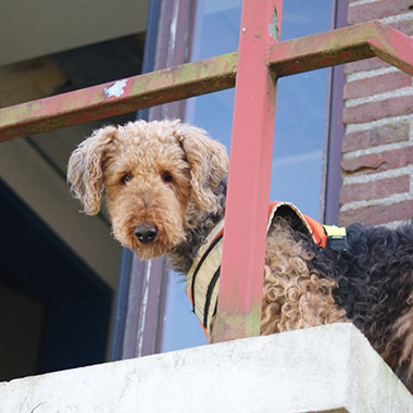 Hund Kacy wartet auf den Hundeführer Kacy