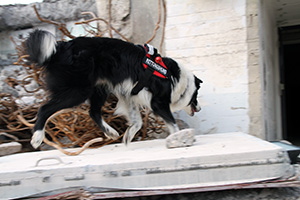 Suchen in Trümmern