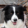 Team Uwe mit Border Collie Aik