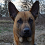 Team Deborah mit Malinois Frigga